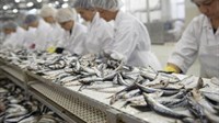 Uspješna tvornica ribe u Stocu počela raditi 2007., a 2017. je poginuo vlasnik...