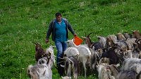Ramska policija smije se pastiru kojem kradu koze!