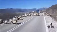 VIDEO: Ovce i janjad blokirali cestu u Hercegovini