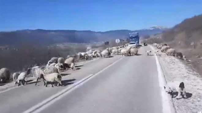 VIDEO: Ovce i janjad blokirali cestu u Hercegovini
