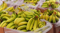 Banane s drogom vrijednom 65 milijuna eura naručila TVRTKA IZ BIH