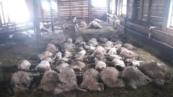 Vukovi preskočili ogradu i poklali 87 ovaca, stočari iz hrvatske općine očajni: ‘Evo u čemu je najveći problem!‘