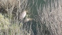 Pomor ribe u Buškom jezeru!