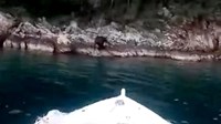 NEUM: Medvjed uživao u kupanju u moru