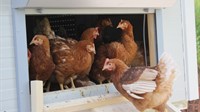 VIDEO Rama: Obitelj iz Njemačke slobodnim uzgojem koka u pokretnoj farmi proizvodi zdrava jaja