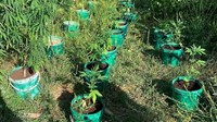 Čapljina: Policija pronašla 80 stabljika marihuane