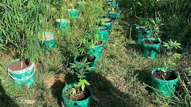 Čapljina: Policija pronašla 80 stabljika marihuane