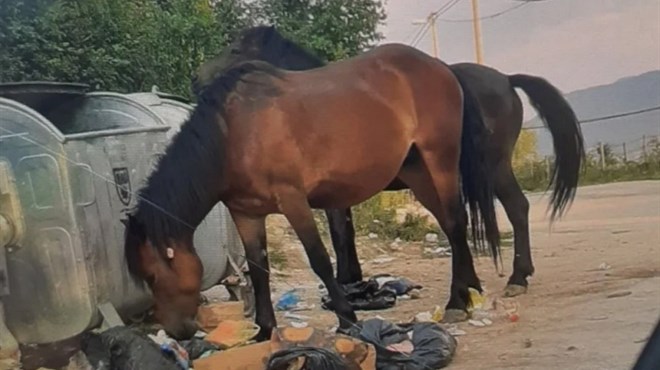 SARAJEVO: Divlji konji lutaju i hrane se iz kontejnera za smeće