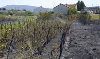 FOTO: Kamen bi proplakao! Kod Čitluka izgorjeli vinogradi, voćke, izgorjele pčele u košnicama