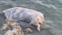 Šokantan prizor u jezeru Krenica! Netko je u mitsko jezero ubacio uginulu svinju