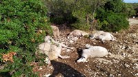 Grom u Dalmaciji ubio 47 ovaca! Vlasnik: Ni ja ni žena nemamo penzije, ubilo me ovo