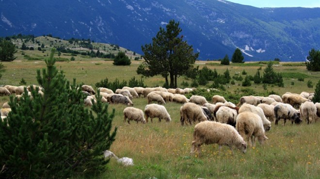 Stigla je jesen, pastiri zajedno sa stadom napuštaju planine
