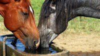 Najskuplji konj iz BiH prodan za čak 350.000 eura 