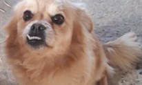 Nestao pas na području Gruda, vlasnici mole za pomoć