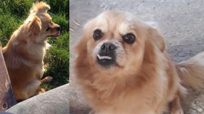 Nestao pas na području Gruda, vlasnici mole za pomoć