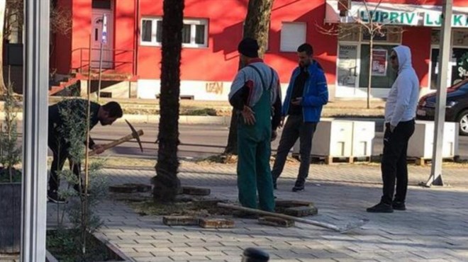 Usred bijela dana u Mostaru otkopavali gradsku palmu, prodavali ih za 400 KM