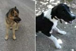 Na području Gruda izgubljena dva psa