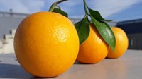 Zbog povećanog sadržaja pesticida zabranjen uvoz grčkih naranača