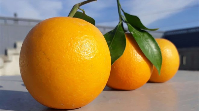Zbog povećanog sadržaja pesticida zabranjen uvoz grčkih naranača