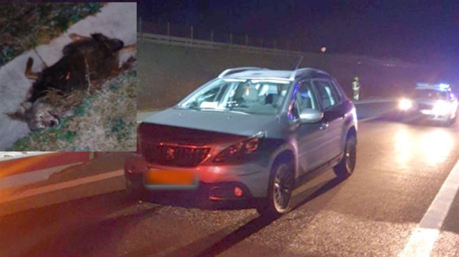 Na autocesti u BiH ubio vuka, velika materijalna šteta na autu