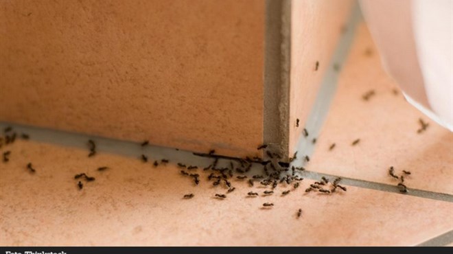 Riješite se dosadnih mrava uz ovaj trik