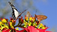 Između leptira i ljudi postoji čvrsta veza: Evo zašto su ovi insekti važni i zašto moramo da se brinemo za njih