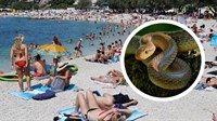 Horor u Splitu: Ženu na plaži ugrizla zmija ravno za venu