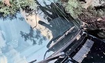Fotografije kaosa u Mostaru: Vjetar rušio stabla, oštećeni automobili
