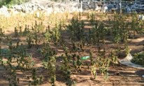 U Lipnu otkrivena plantaža sa 918 stabljika marihuane