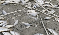 Pomor ribe u Prološkom blatu