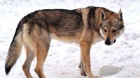 Dosad neviđene zvijeri haraju Dalmacijom, opasnije su od vukova
