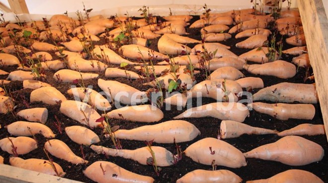 Izuzetno zdrava biljka: vodič za uzgoj batata 