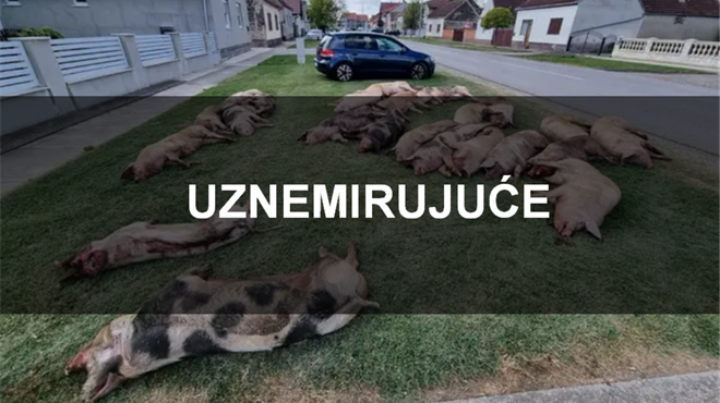 Užas u Slavoniji: Pobili mu svinje i ostavili ih pred kućom! 