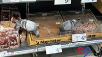 Čitatelj snimio golubove u mostarskom Mercatoru: Čistiji su od onih koji 'masiraju' jabuke