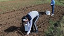 Ljetni led desetkovao urod krumpira na Blidinju! Mišo Mandić: Katastrofa, cijelo ljeto...